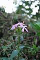 saponaria  officinalis